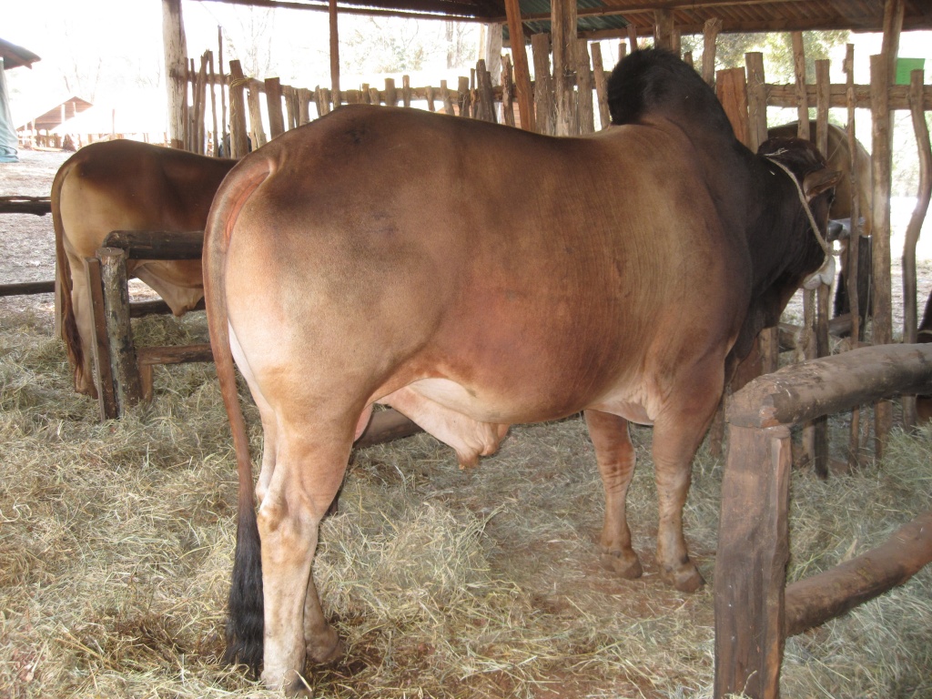 Livestock-Nairobi International Trade Fair.JPG
